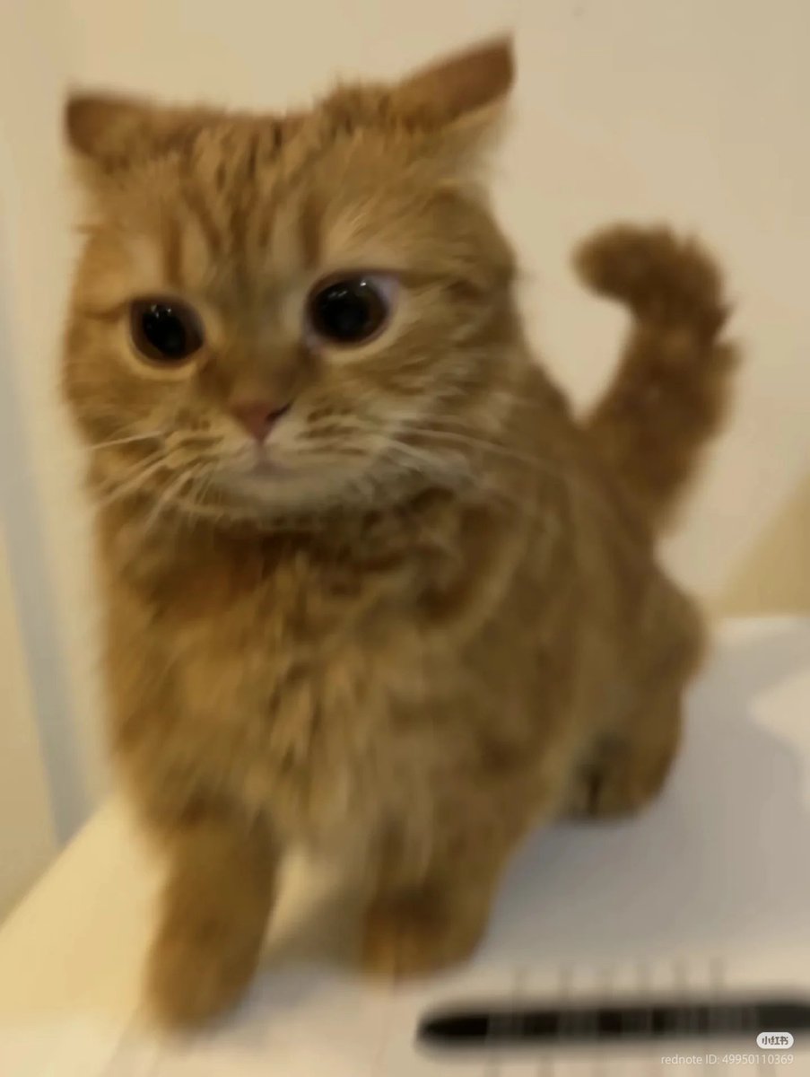 No Context Cats (@nocontextscats) on Twitter photo 