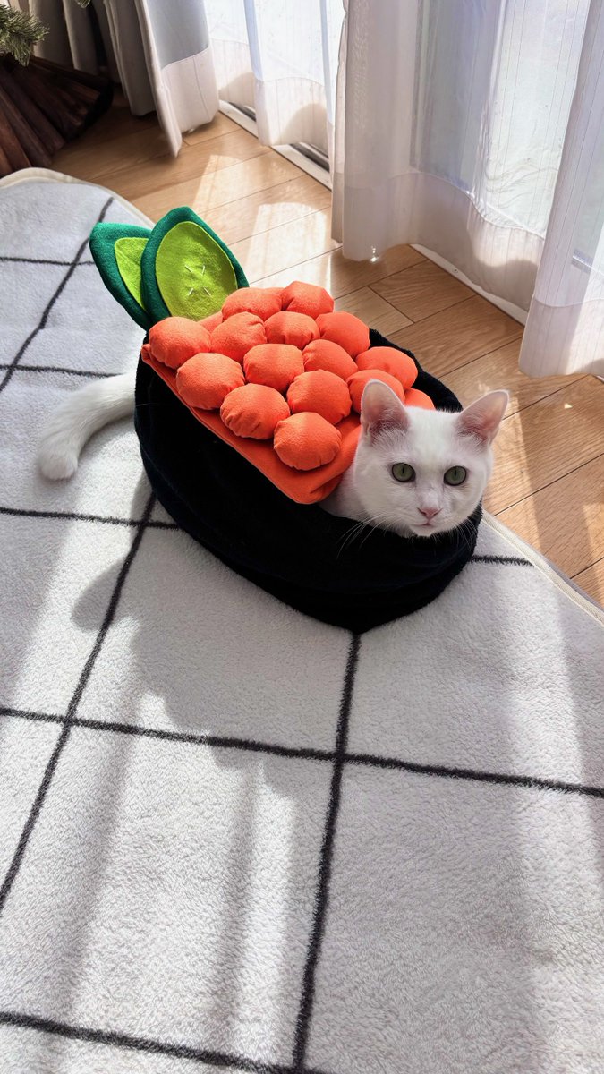 シャリならうちにいます🍣