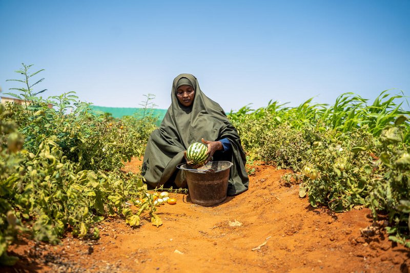 WFP Somalia tweet media