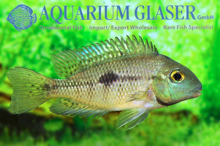 aquariumglaser's tweet photo. #Hypsophrys #nicaraguensis (formerly: #Cichlasoma n., #Copora n.)
find more details and pics @ https://t.co/kgExUnuDLM https://t.co/IrU9azOTqk