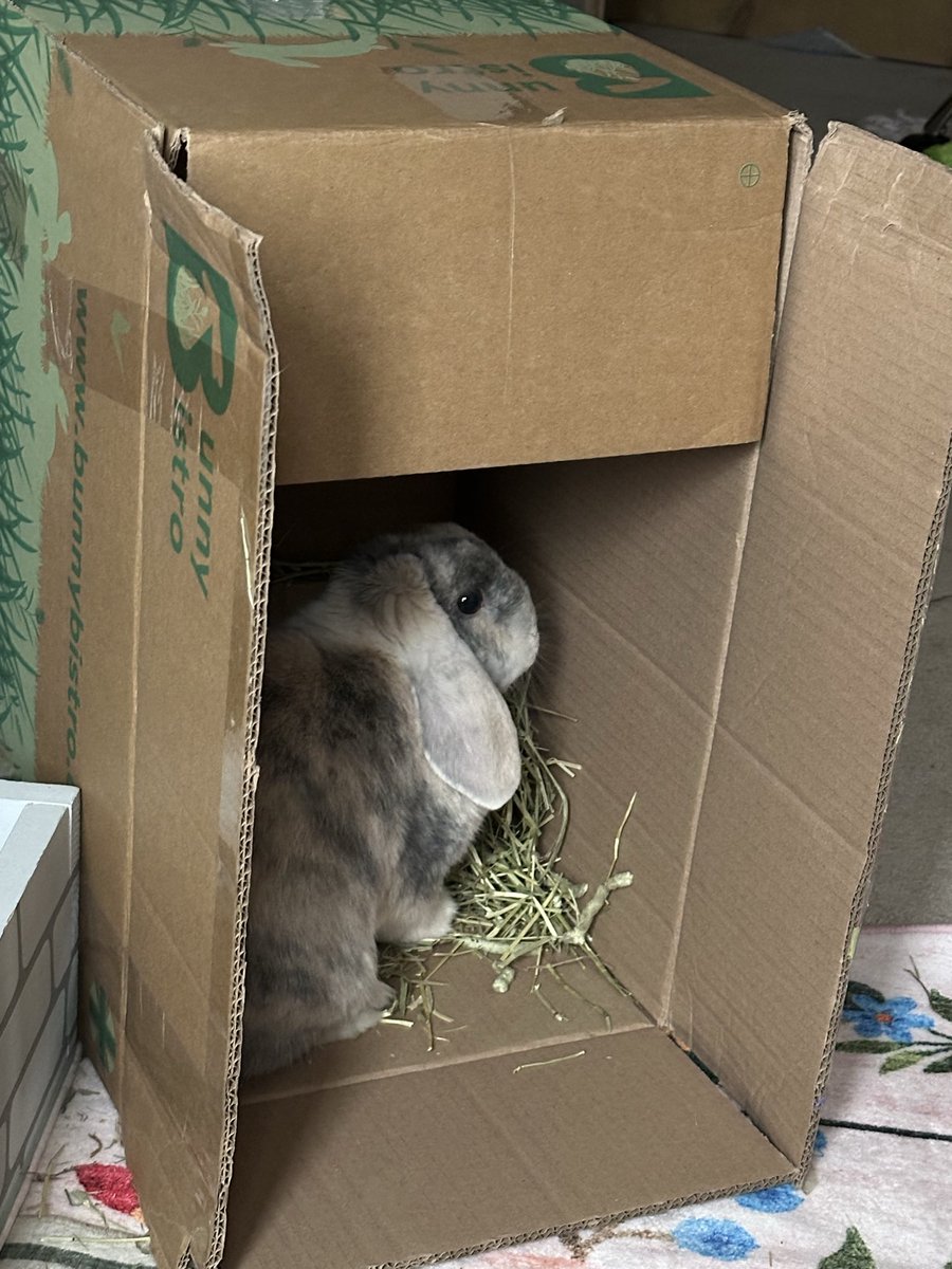 Cocobunny tweet media