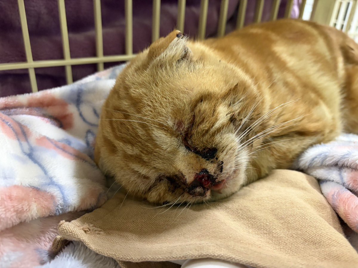 保護猫カフェ　ネコリパブリック岐阜店(公式) tweet media