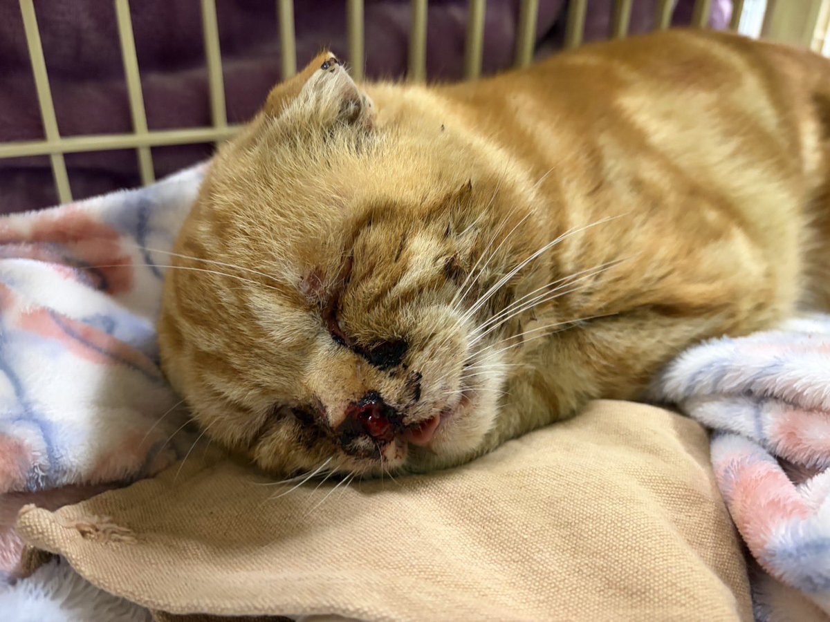 保護猫カフェ　ネコリパブリック岐阜店(公式) tweet media