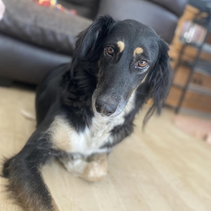 millypod1's tweet photo. CUSTARD HOME SAFE. THANKS FOR RT's ๐๐๐พ
๐8 MAR 2026 #Lost Custard #ScanMe
Saluki Female Nervous Dog (do not chase)
Fitties Beach #Humberston #Grimsby #Lincolnshire #DN36
https://t.co/fQvwckyMMZ https://t.co/Nj73P4mrJf