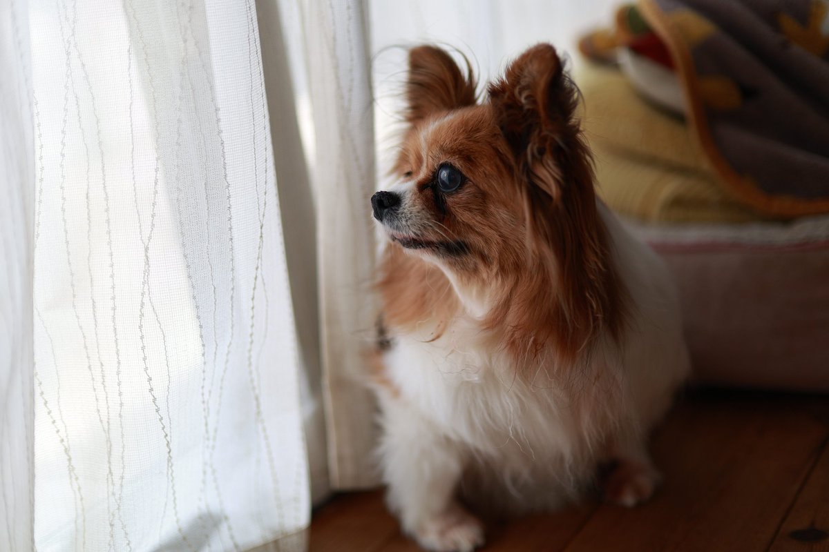 fe100percent's tweet photo. こんにちは。
おやつの時間です❢

#パピヨン 
#犬のいる暮らし 
#犬好きな人と繋がりたい 
#写真好きな人と繋がりたい 
#eosr6
#rf45mmf12stm https://t.co/bF0U2QEkeR