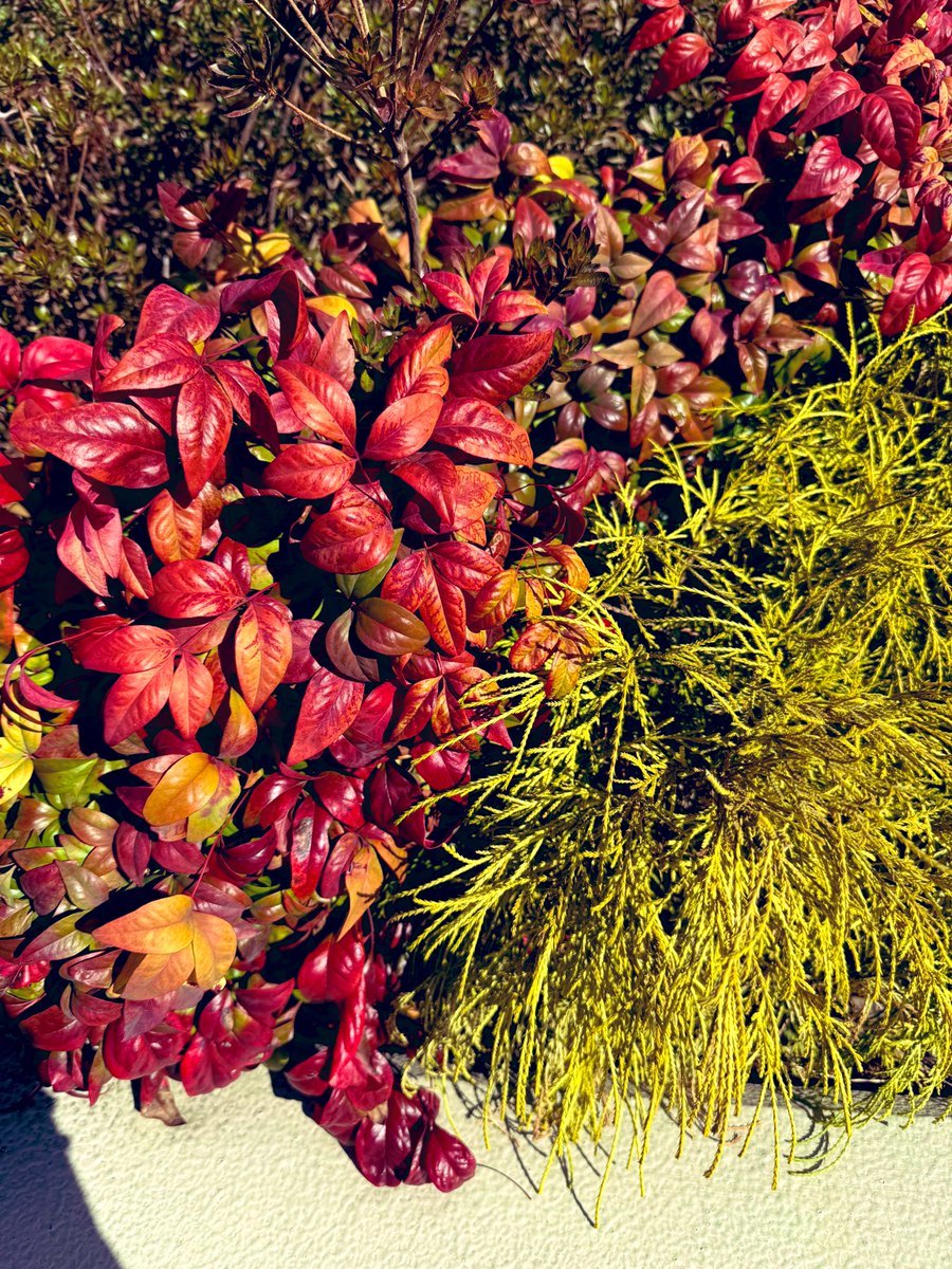 毎日のイッヌお散歩タイム🐶
自然に癒されながら、絵のための資料集めもしていたり☺️楽しい‼️

日曜日まで展示会も開催中なのでお時間ある方はぜひ覗いてみて下さい✨