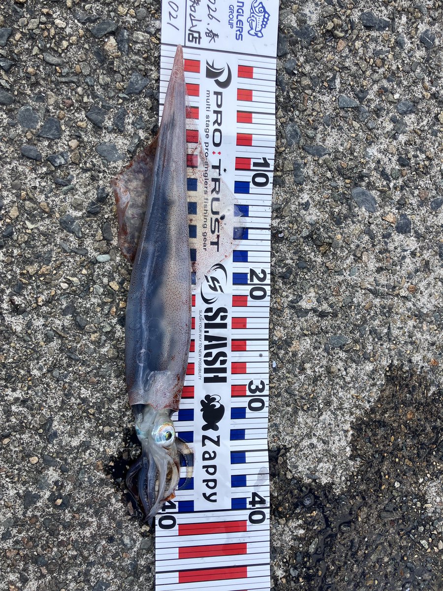 どりゅー tweet media