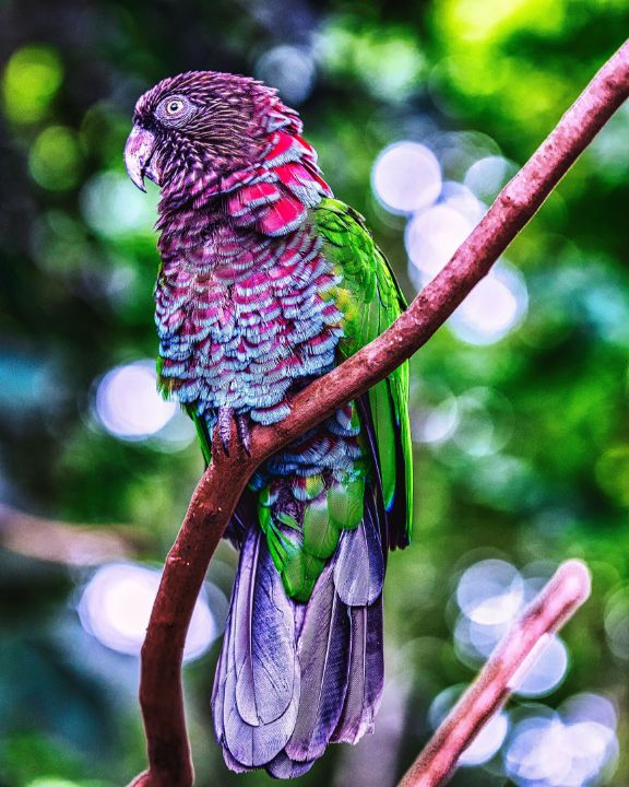 JamesYoke4's tweet image. Art of the Day! "Colorful Parrot". Buy at: ArtPal.com/jamesyoke?i=21…