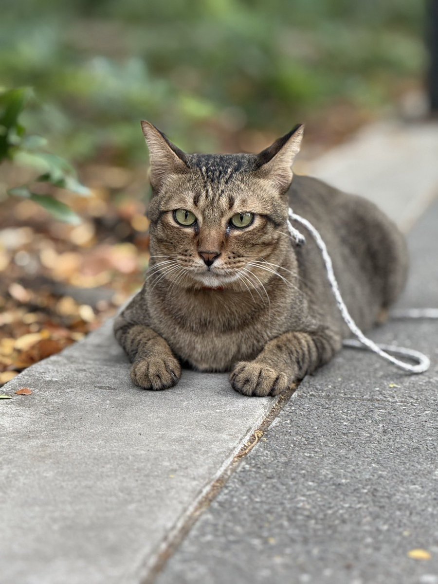 สงสารตัวน้อย ช่วงนี้พอจะมีคนทักมาบ้าง แต่สุดท้ายเหมือนโชคชะตาไม่นำพา คลาดการได้บ้านหมดเลยทุกที… 😢 หวังว่าหนูจะเจอบ้านหลังสุดท้ายที่เป็นของหนูจริงๆสักทีนะลูก✨💗

✅ น้องฉีดวัคซีนครบแล้ว พร้อมย้ายบ้านค่ะ