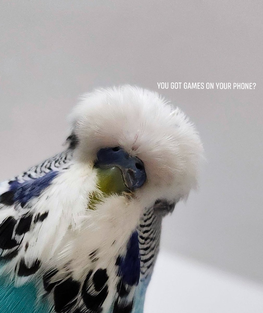 The feathers (@followthebirbs) on Twitter photo 