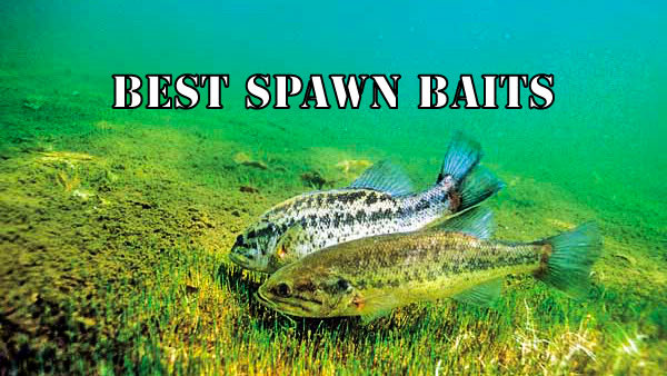 SteveBasingerFishing tweet media