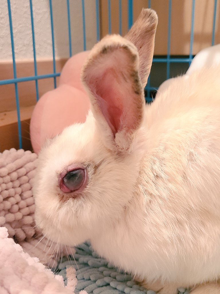 がんばれ芽依ちゃん tweet media