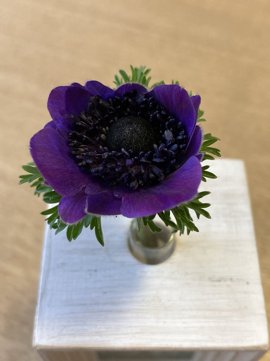 うっかり折っちゃって瓶に入れたガニ
アネモネ　チョコレート🍫
って名前なんだけど紫にしか見えない