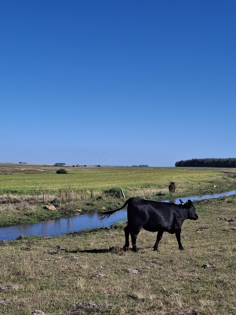 Ignacio Russi tweet media