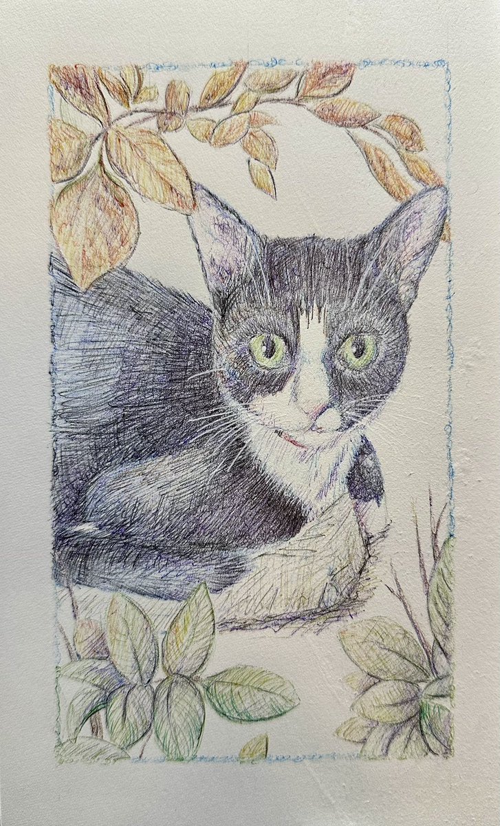 angef11991's tweet image. Commission for a friend. One of four. #petportrait #ballpointpen #pets