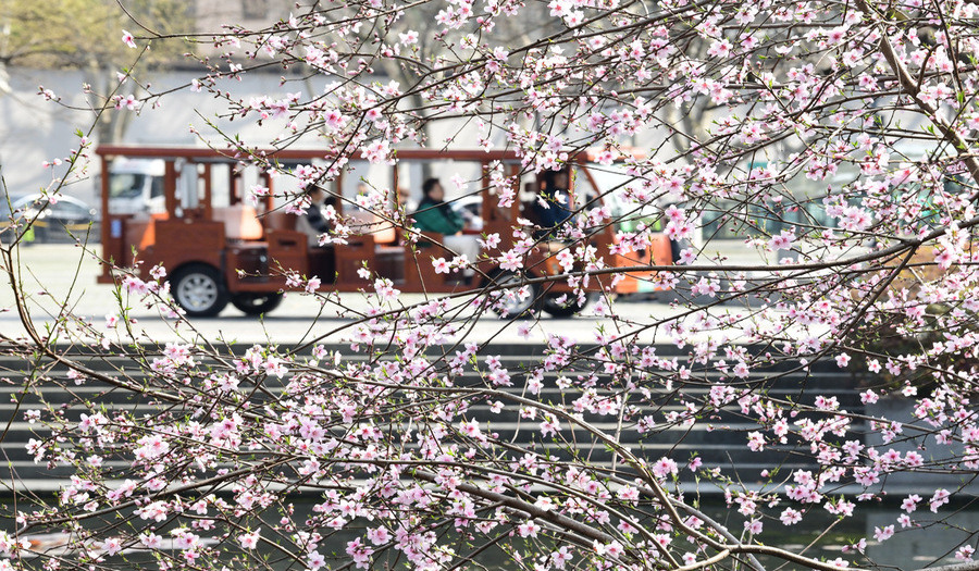 _NiceYa_'s tweet photo. Spring at West Lake is mesmerizing, with peach blossoms blooming everywhere. The breeze gently touches, and it’s simply intoxicating. 🌸🌿 #WestLake #PeachBlossoms #SpringTales https://t.co/WSx808LRfO
