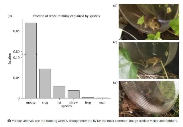 In 2014 Dutch scientists left a hamster wheel outside, to see if wild animals would use it like domesticated counterparts.

The answer: hell yes! 734 visits from wild mice, plus rats, shrews, slugs (!) &amp; even frogs and snails.

The apparent reason: fun. Just fun.