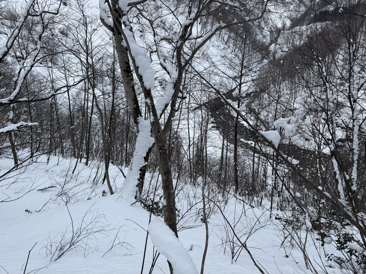 かちょ tweet media