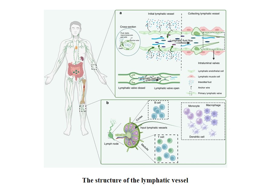 Bone Research_Editorial Office tweet media