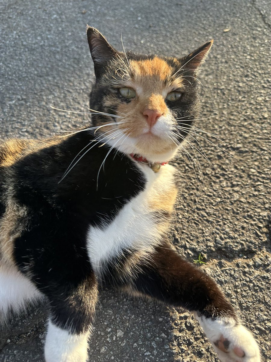 Talked to this random cat he told me stay focused… 🐈