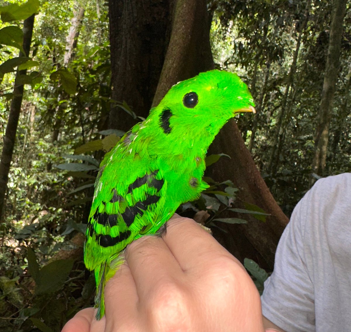 ozyleas's tweet photo. posted a green broadbill for my bird OTD and my friends are bullying it because it doesn't look real https://t.co/BfquCAzV7W