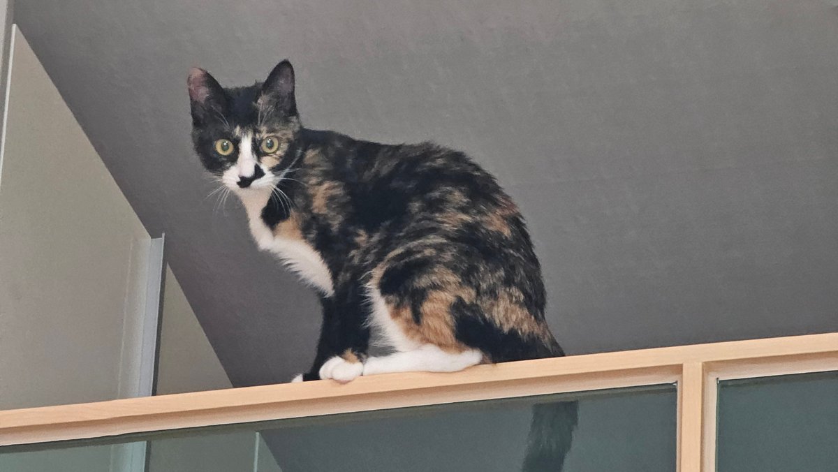 몽구스 tweet media