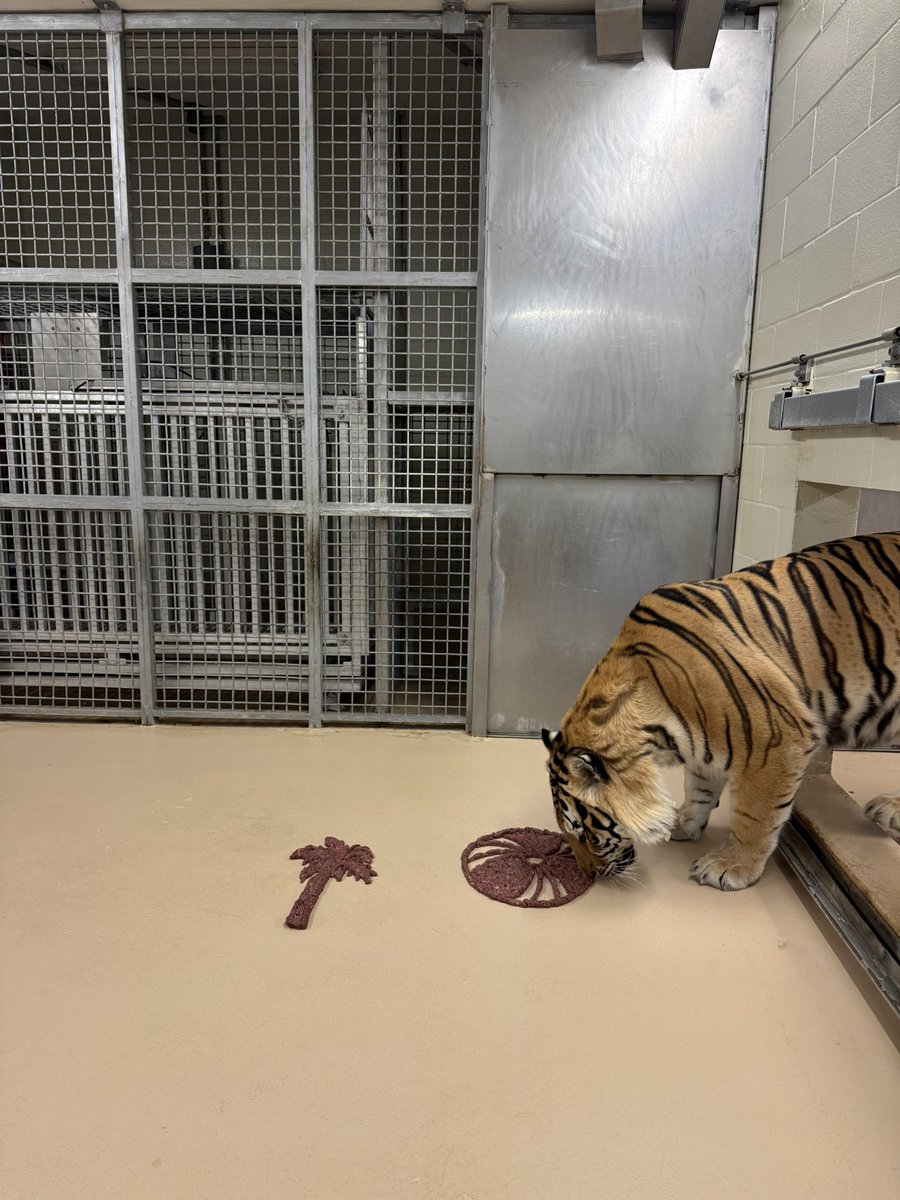 Mike VII tweet media