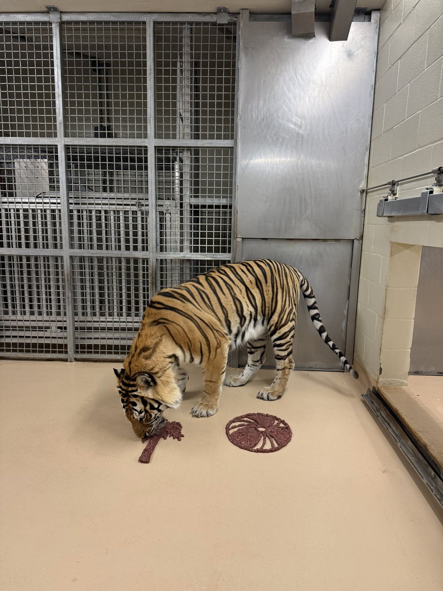 Mike VII tweet media