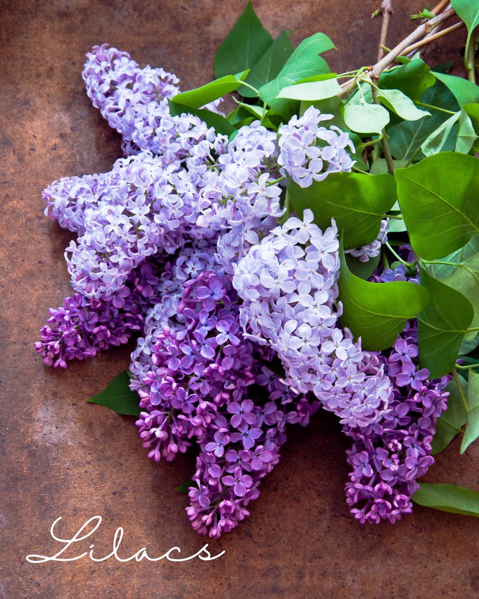isq's tweet photo. I Love Lilacs 💜 https://t.co/kAOjmEmpuG