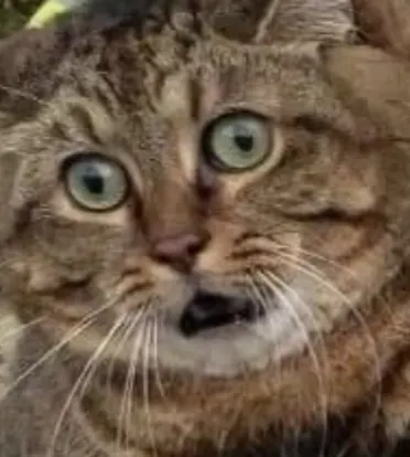 Spynal Toad, Manic Manphibian VTuber tweet media