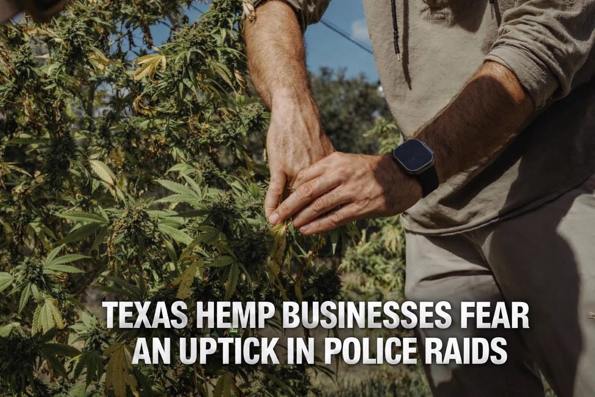 RustySuretteTV's tweet image. 🍃 Attorneys for #hemp businesses say the raids have hurt their revenue and reputation, while police said they’re necessary to root out products with illegal levels of #THC.

What do you think? 
🔗 tinyurl.com/3cx2uer4