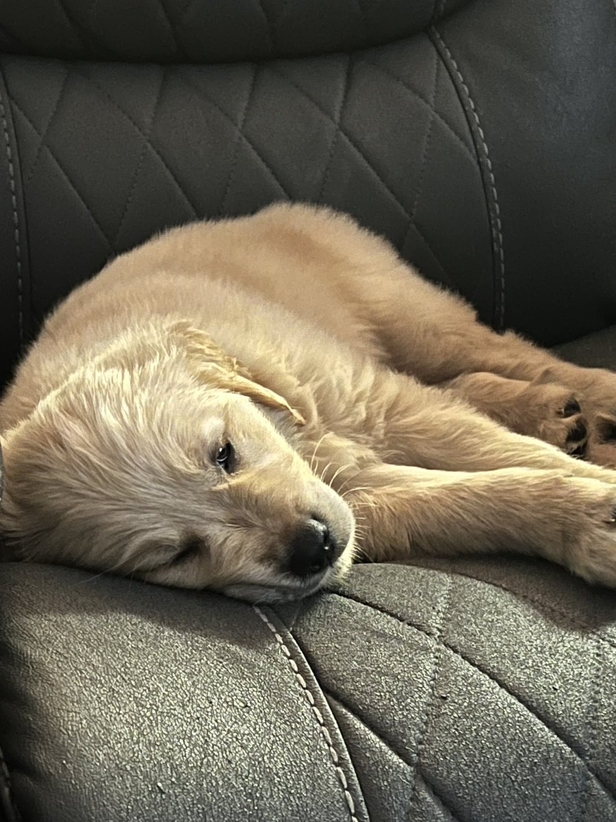 DillonMinges's tweet photo. New pup in the house…meet Chase!! https://t.co/3eUjH97JO2