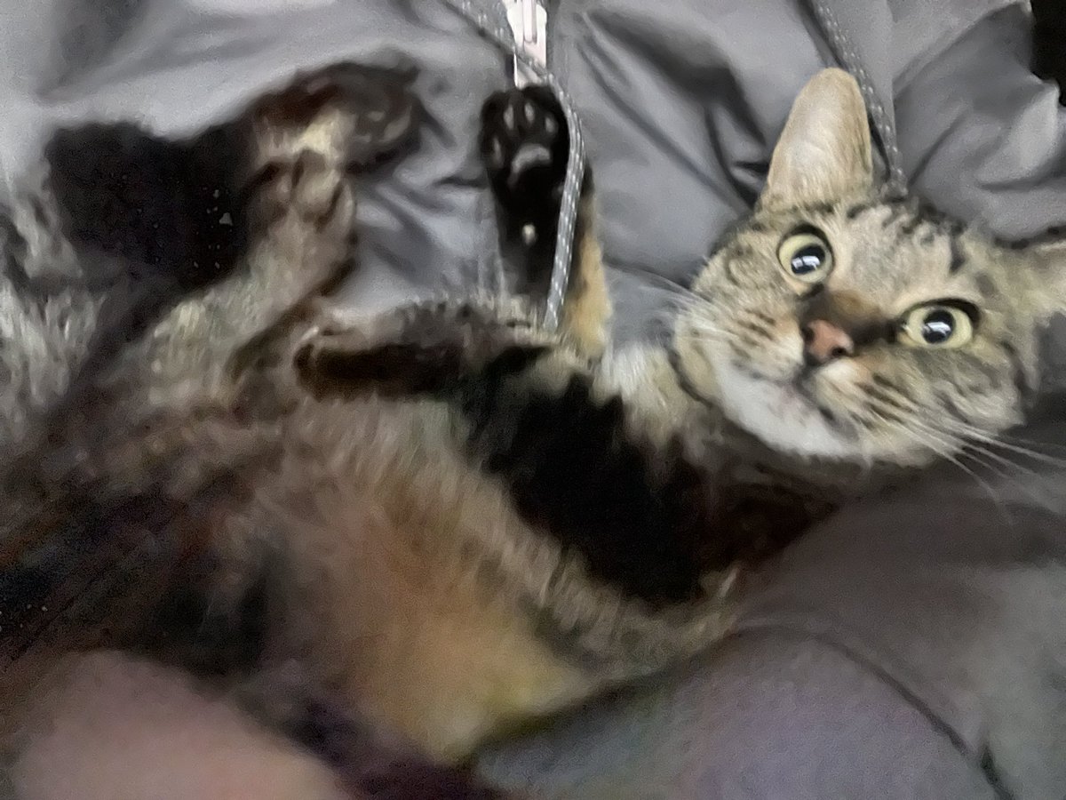 ななちゃん帰って来ました tweet media