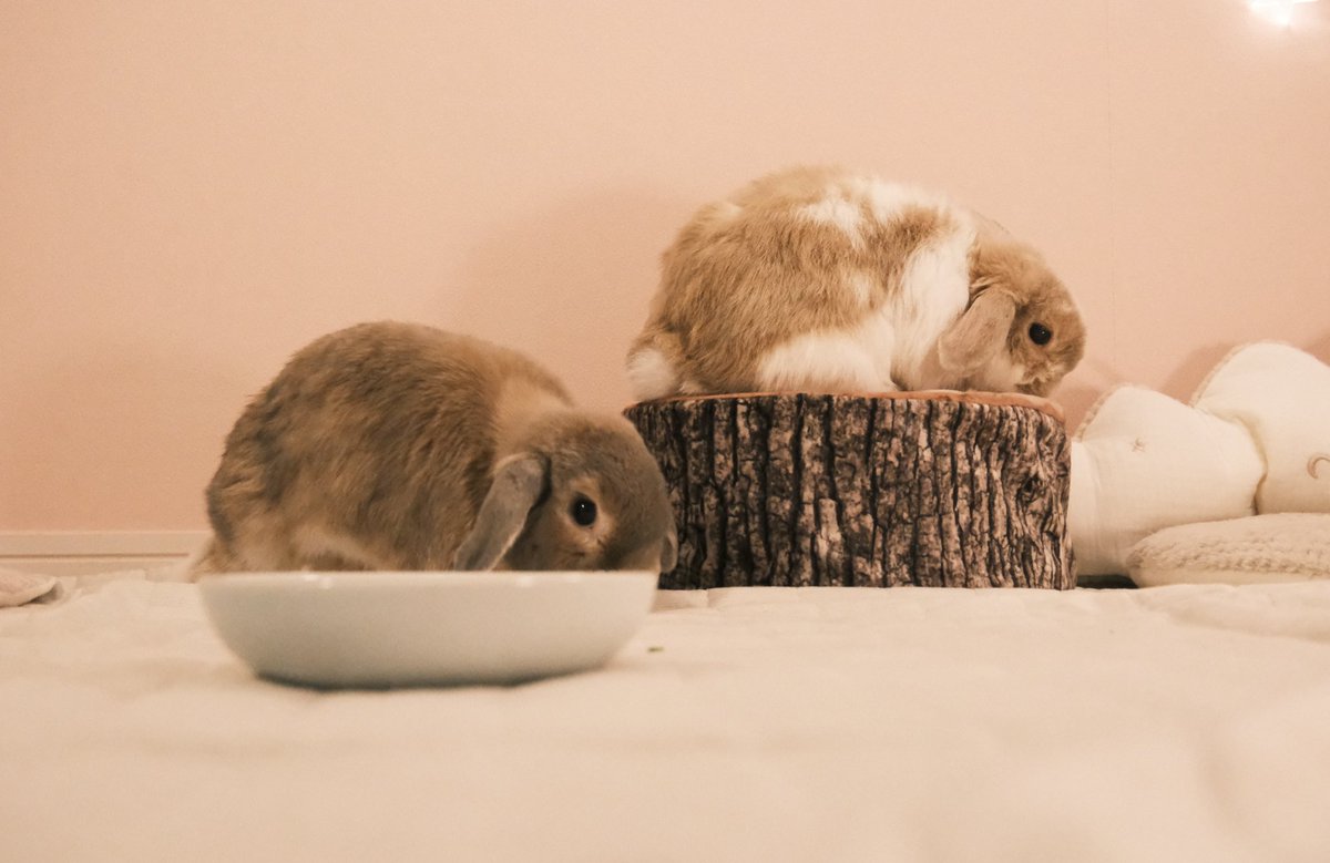 うさちゃんフルコース
特大黒糖まんじゅう
〜ミルクティーもちを切り株に添えて〜