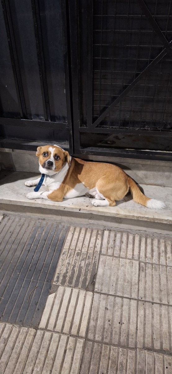 FedericoConditi's tweet photo. Este perro se llama #orejas y anda perdido por #avellaneda en Bernardino Rivadavia al 200. Está asustado y no se deja agarrar. Si alguien conoce a los dueños por favor que les avisen. RT por favor https://t.co/PlpBuemnbs