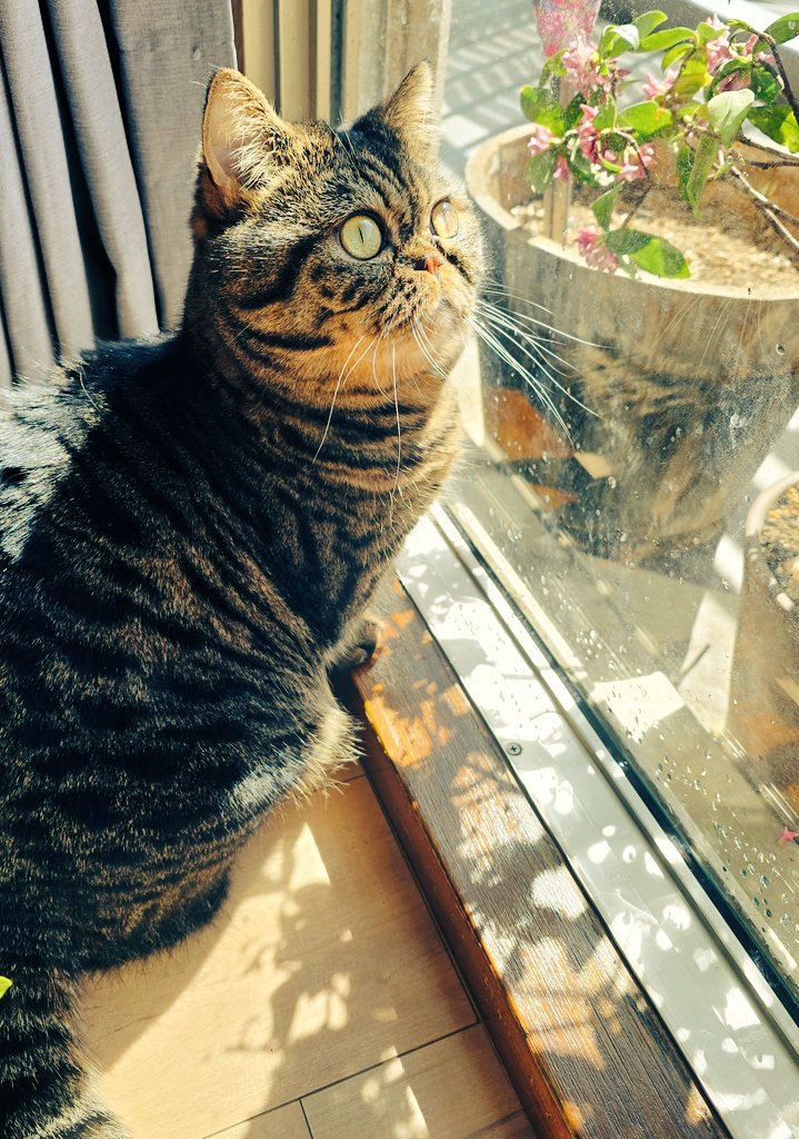 ひるねこ

首…どこいった