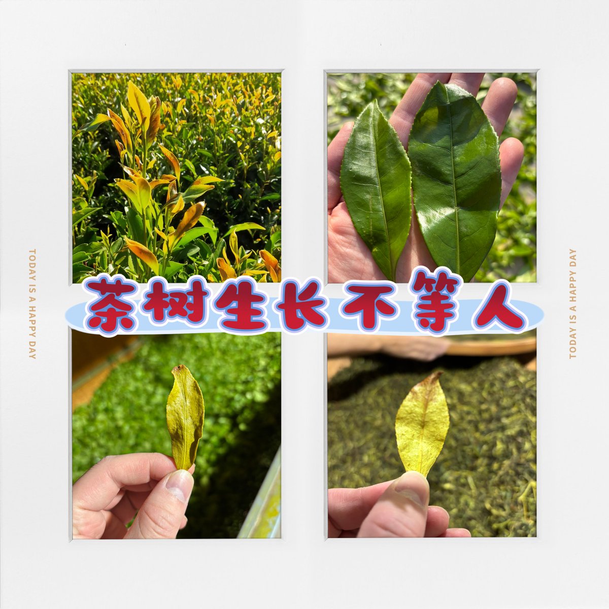 単叢茶は「朝は摘まず、昼間の日差しが強い時間帯は摘まず、夕方には摘まず、雨天は摘まない」という原則を重んじています。しかし、天候の変化や人手不足などの理由で最適な摘み取り時期を逃すことがあり、その結果、茶葉内部の成分が根本的に変化し、完成品の香りや味わいに悪影響を及ぼします。