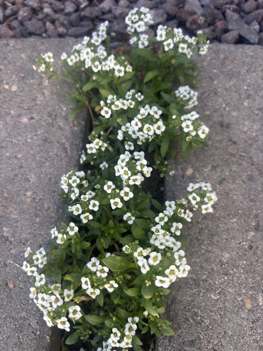 Potscapers tweet media