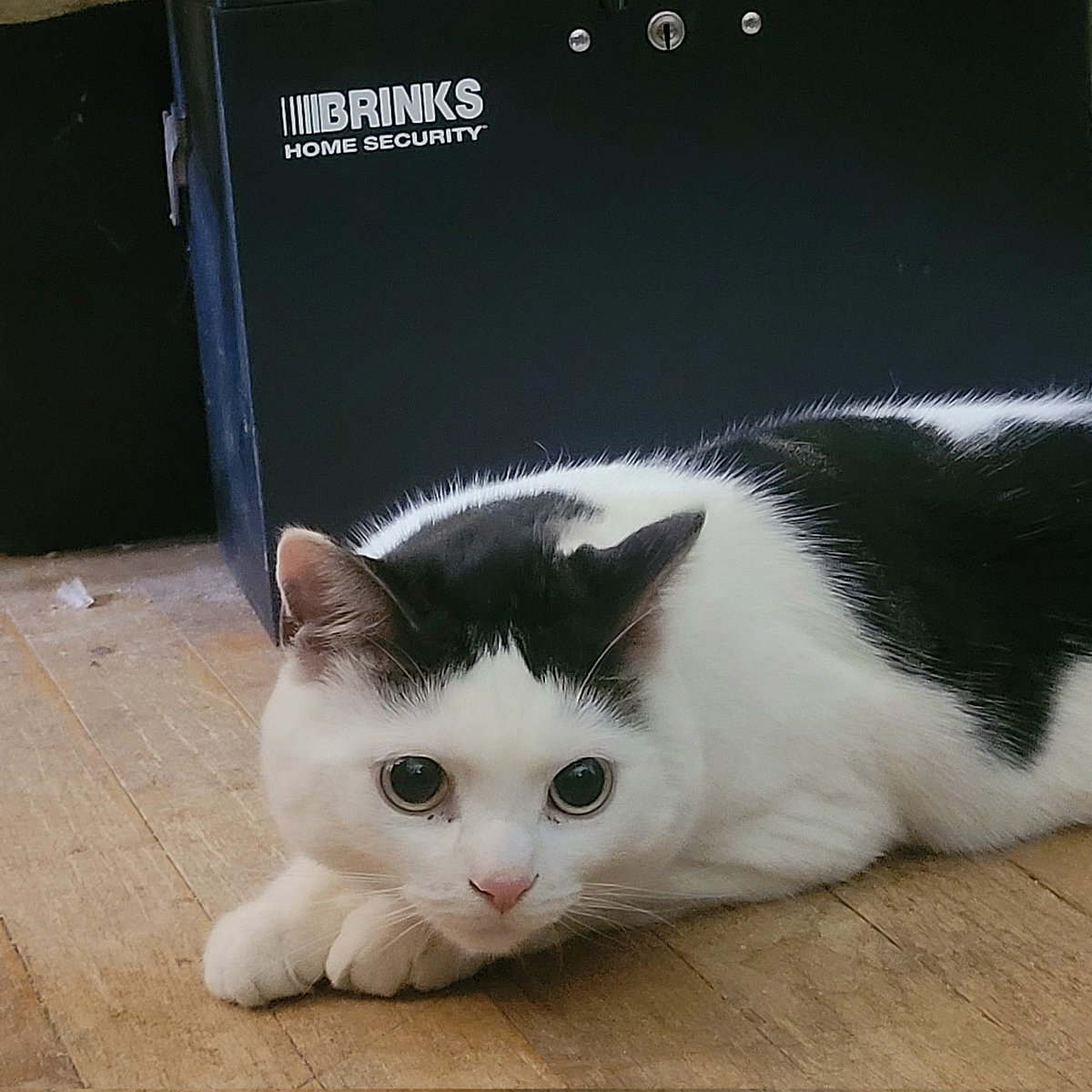 Jedi Mushroom Skywalker tweet media