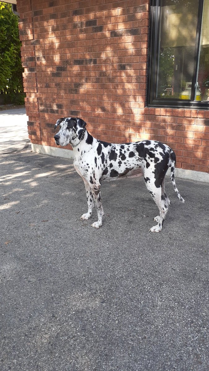 Four years ago, this beautiful girl chose me as her adoptive Mom. She celebrated her 9th Birthday today. Looking forward to more years together, even though she hogs the bed. 🥰