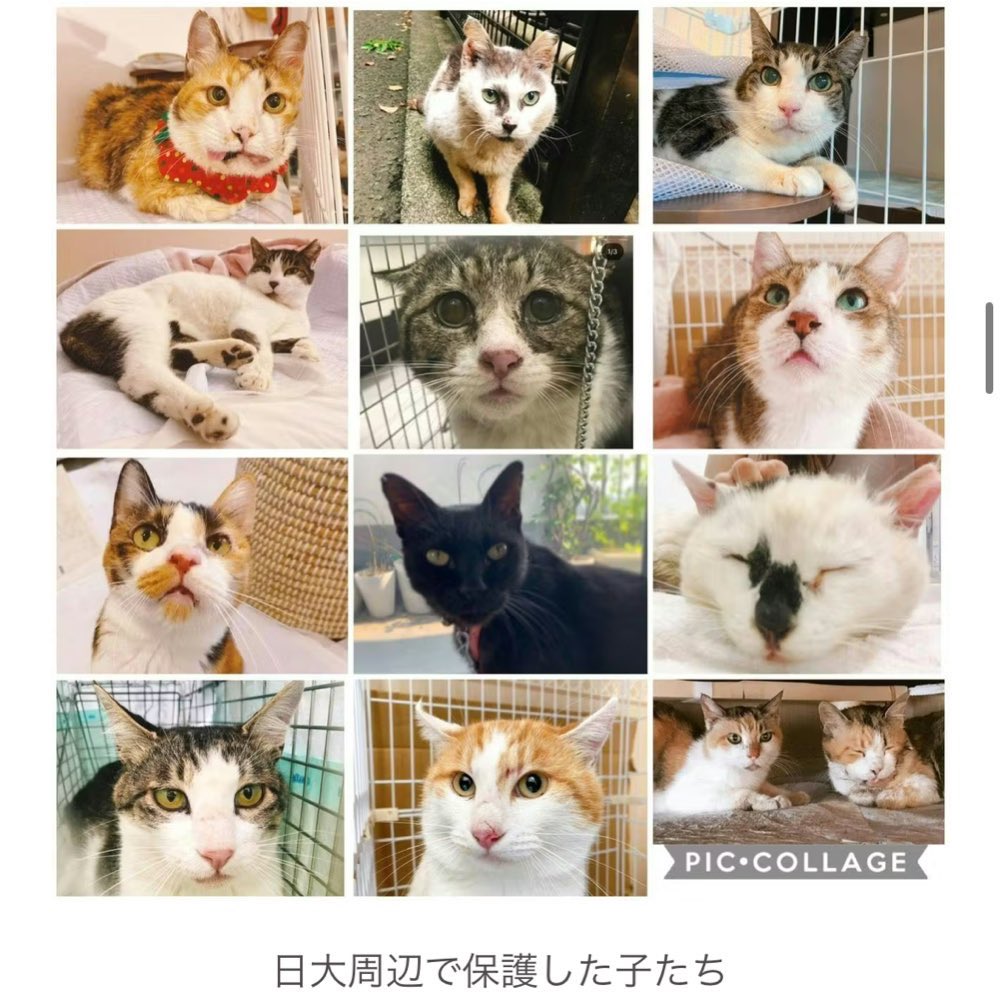 nnnvm0225's tweet photo. 🌸第77回獣医師国家試験 合格しました🌸

不動産営業しながら再受験
➡️妊娠＆出産＆育児しつつ3,4,5,6年生
➡️4歳男児＆会社2つ(美容/不動産)抱えて国試

まじ大変だったけど充実した日々でした🥰
ありがとうございました。

今後はTNR、猫シェルター、シッターetc
猫関連事業を進めます🐈❤️‍🔥 https://t.co/HmKg9kE4oN
