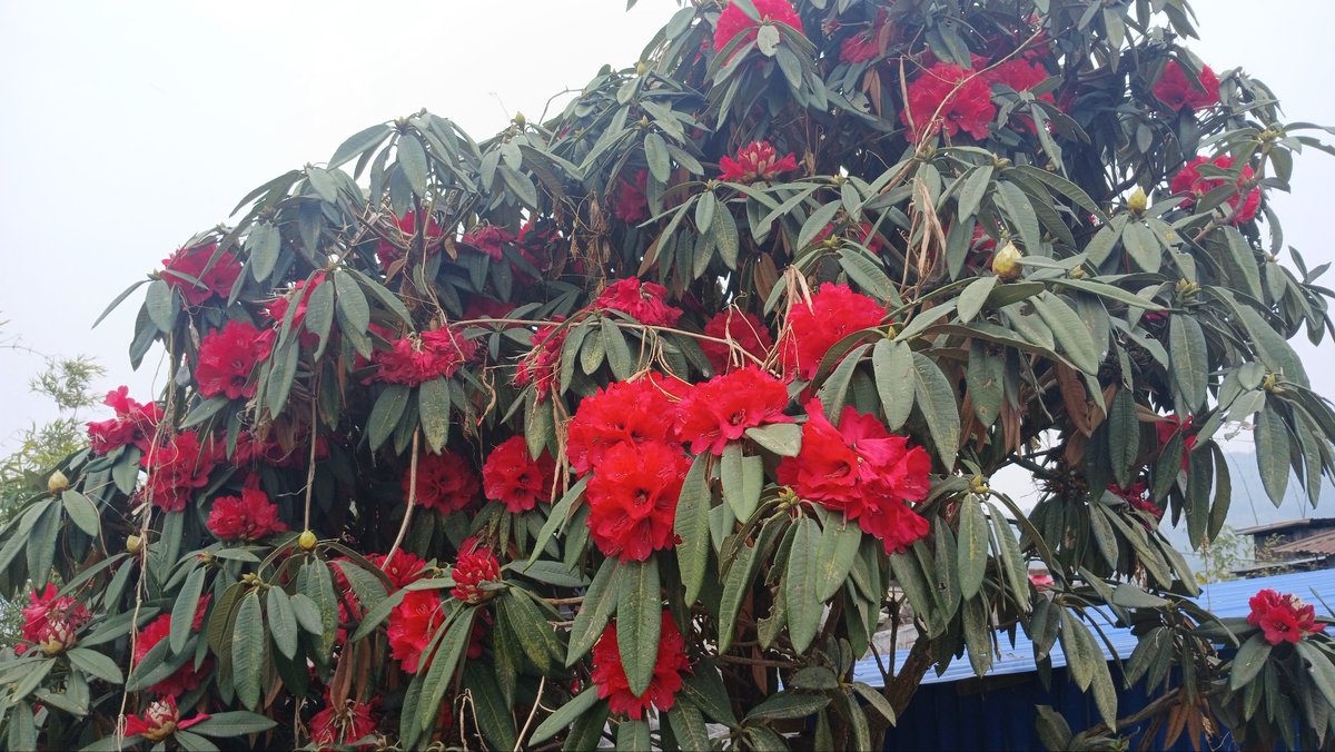 फूल्यो ढकमक्क ।
<a href="/Ilam/">ilam</a>
शुभ-विहानी ।
जयहोस् मित्रहरू ।
