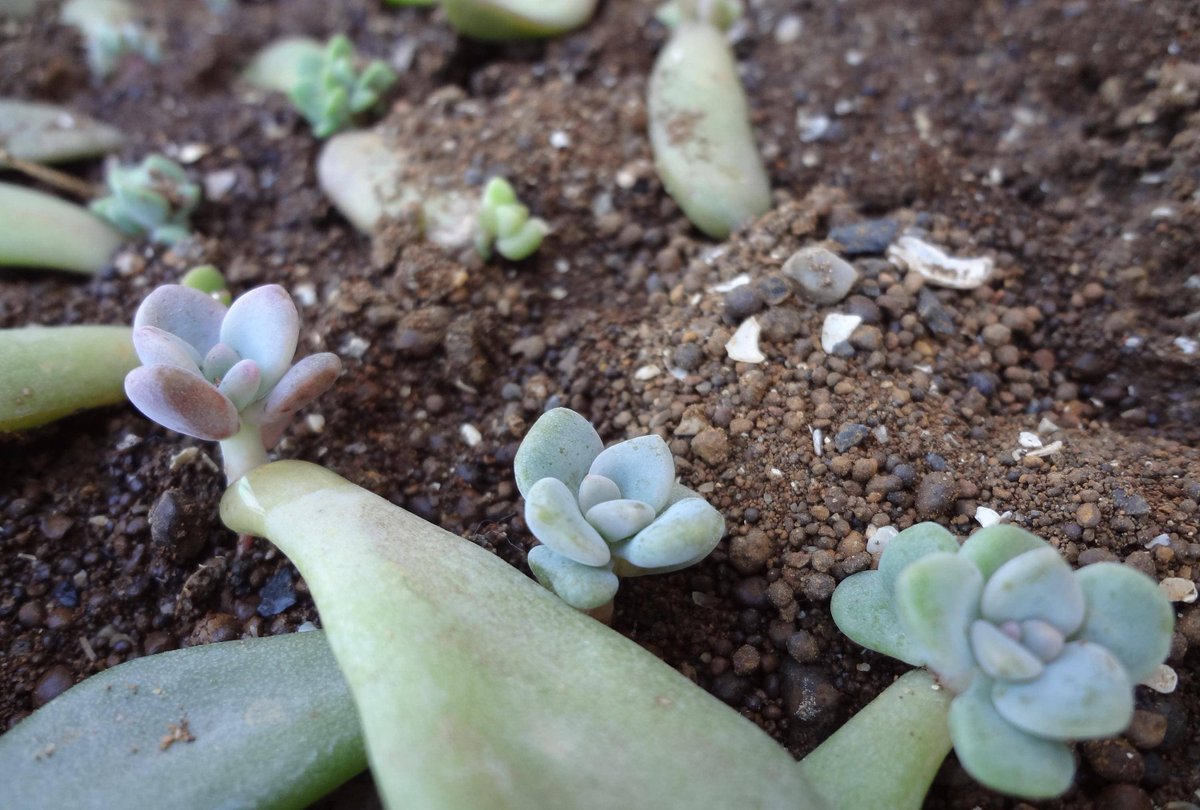 Shadowdruidsito tweet media