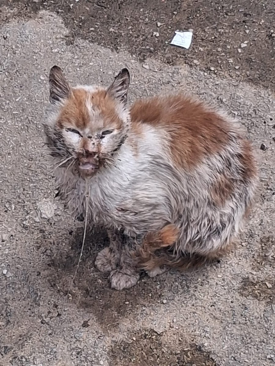 Cats of Meow York. tweet media