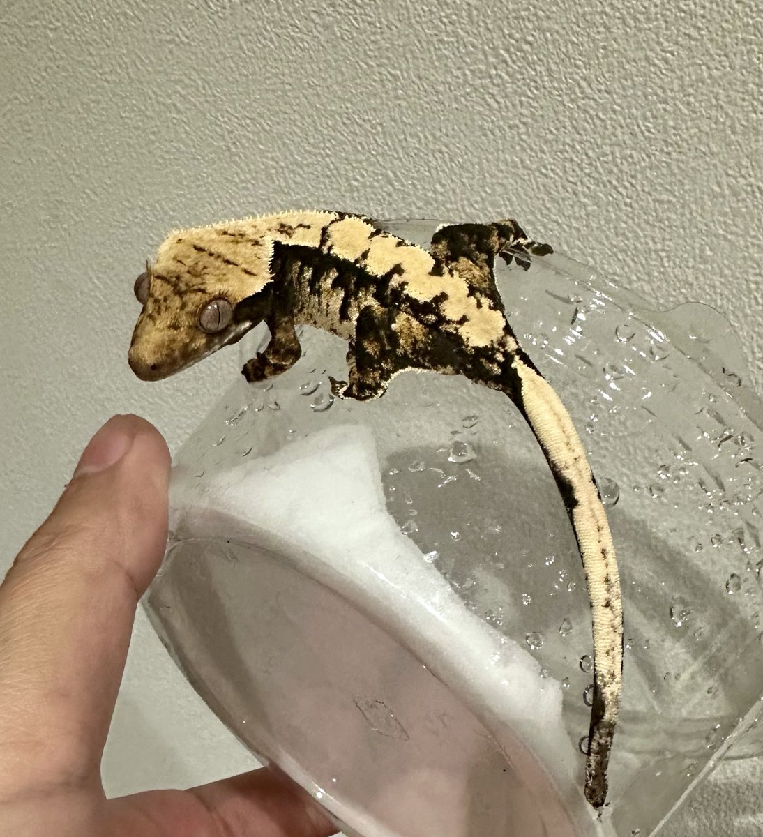 AmazingRep0326's tweet image. Tricolor

コントラスト強めの綺麗な個体です。

クリーム・ブラック・ブラウンのバランスが良く、かなり映える1匹。

状態も良好◎餌食いも問題ありません。

AMAZING REPTILE

#crestedgecko
#Tricolor
＃爬虫類ショップ