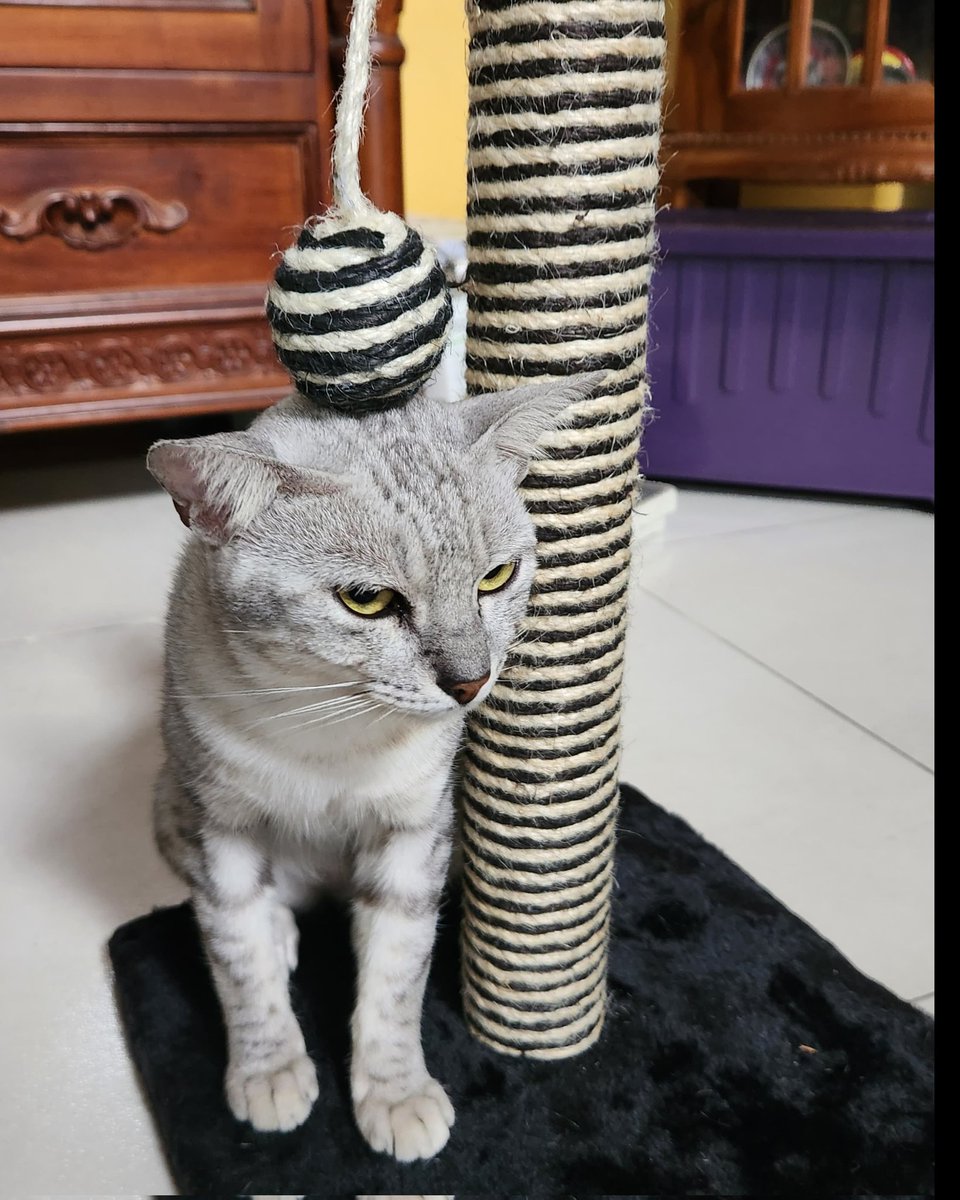 General Alex tweet media