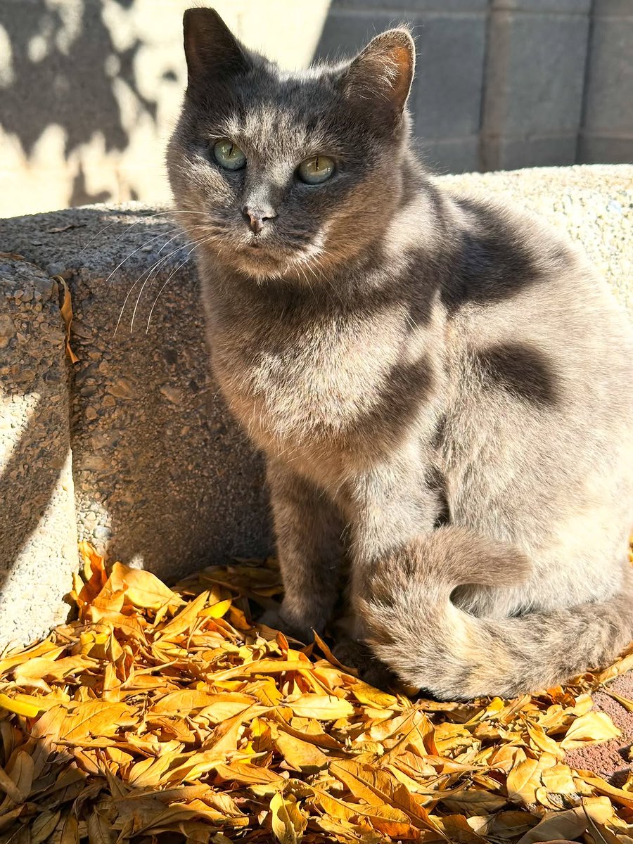 u9jqt136972jdjc's tweet photo. Don’t let that sweet, innocent face fool you. Chrissy is a psycho killer! I opened my blinds yesterday, only to see her playing in my backyard with the head of a rat. What the heck?! I mean I guess she’s doing her job, but oh my goodness, Chrissy! 😖

#feralcat #spayed https://t.co/rFVIovHADZ