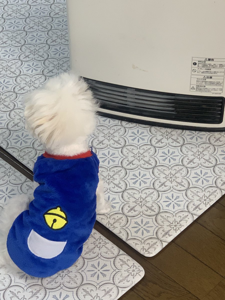 moi_gorilla's tweet photo. 今日のももちゃん
寒いみたいで暖まり中🔥 https://t.co/CWPjx2omvs