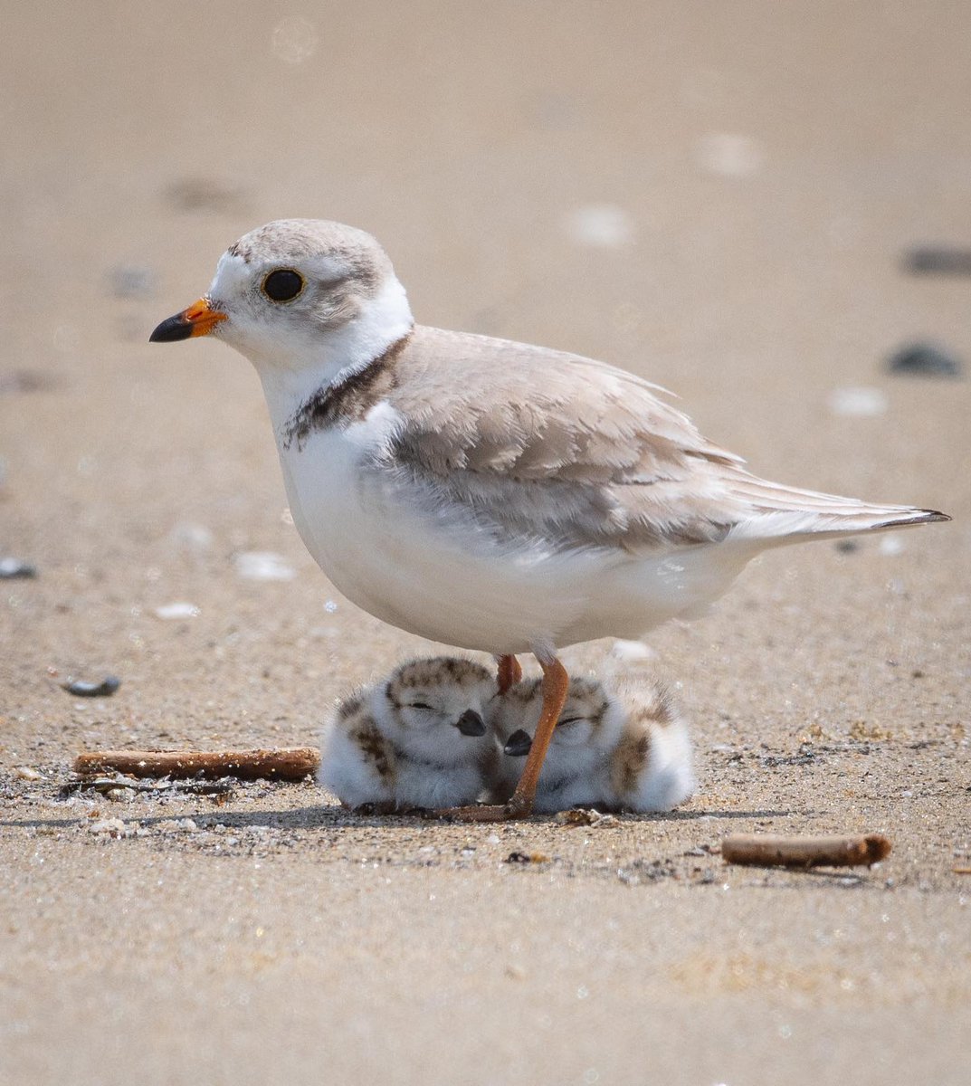 All animals tweet media