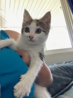 CribbOwens's tweet image. While things are lovely here at #vss365, I'm still waiting for harmony in my home. Blending cat households after caring for my father has proved to be a challenge. Still, I love my newest kitty and all her quirks. In her honor, the March 11 #prompt is #bonny.